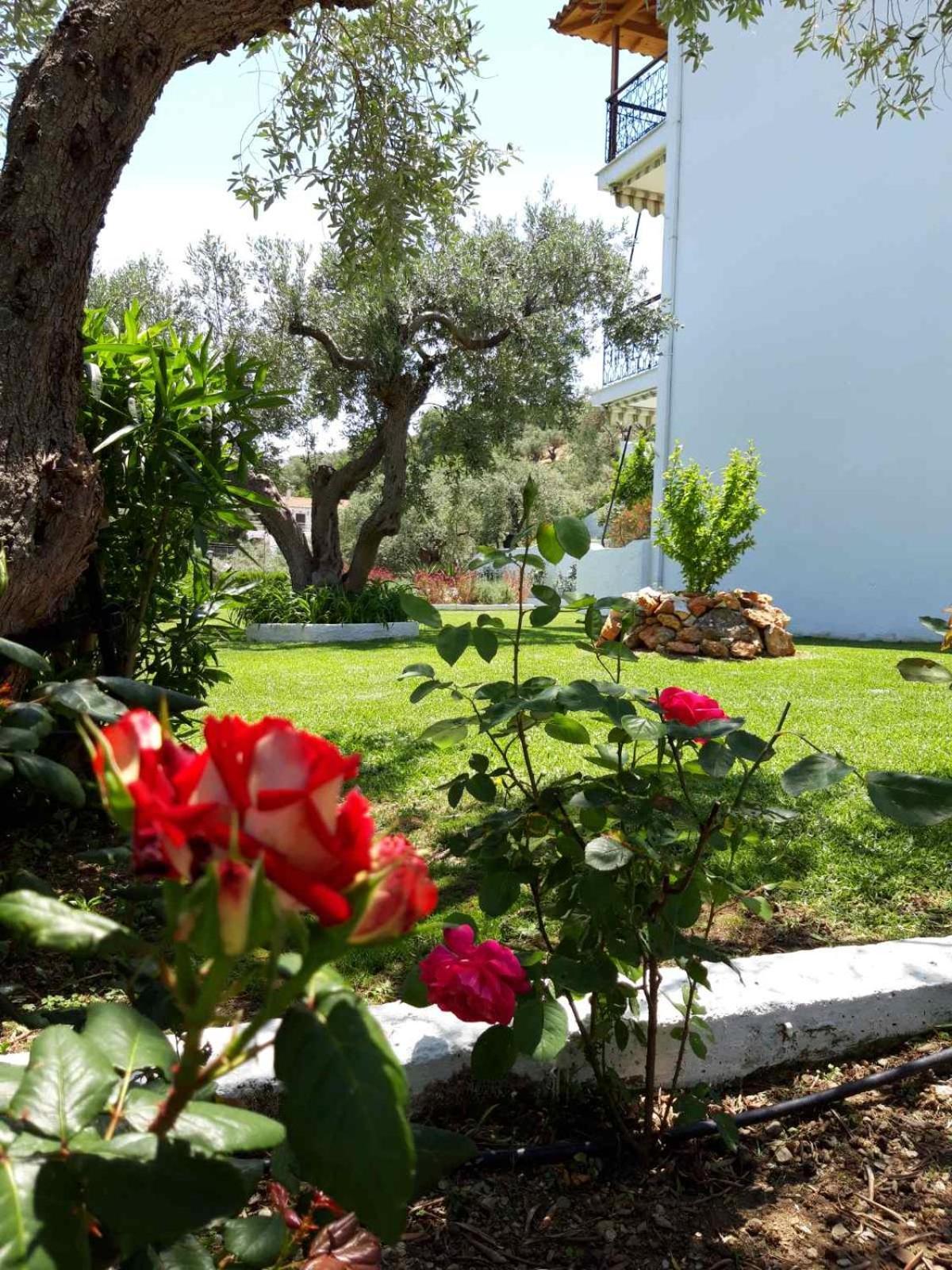 Olive Grove Studios Megali Ammos  Zewnętrze zdjęcie